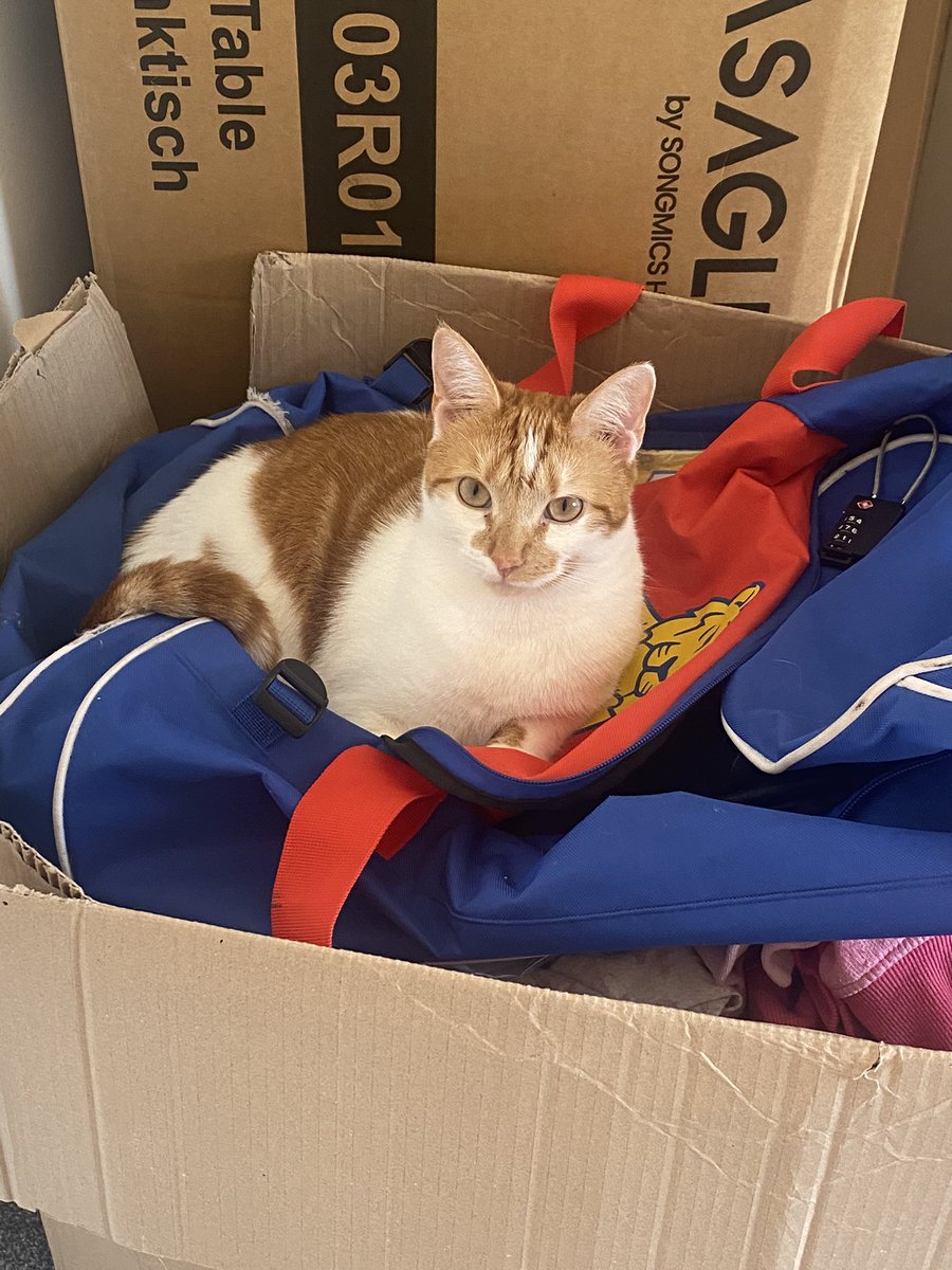 binkywinkywoo's tweet image. your majesty’s throne
