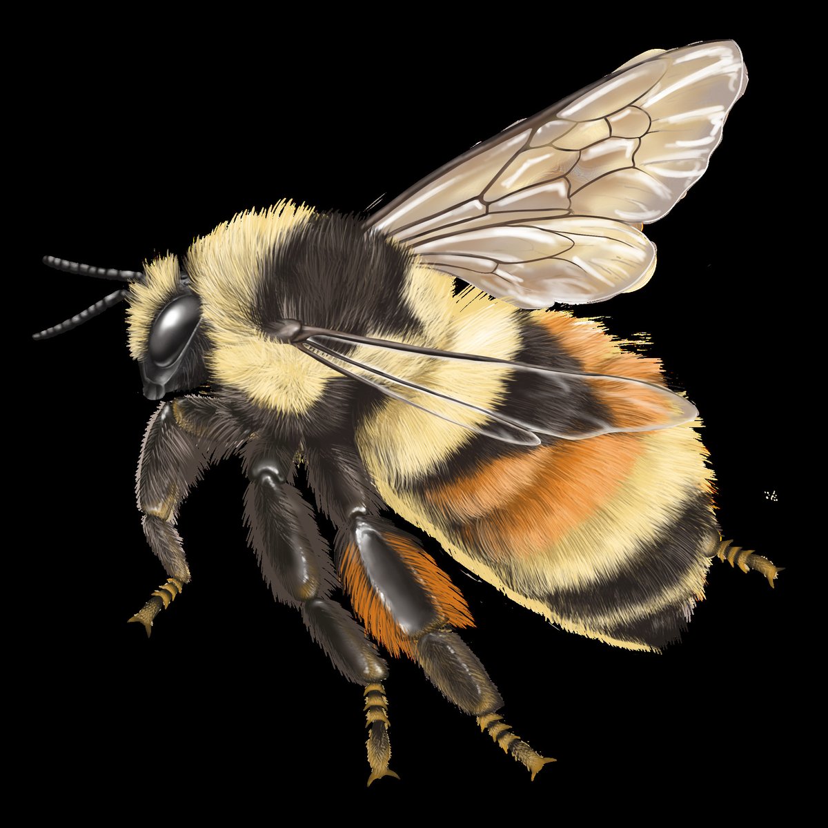 Happy Pollinator week! 

Bees, bats, beetles, butterflies and hummingbirds are essential for bringing us not only our food, but also the blossoming beauty of every Spring! Nature and humanity go hand in hand.

[An illustration of a Bumblebee]
NPS Illustration/Laurel Mundy