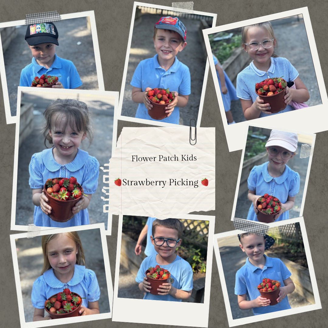Tonight we planted some tomato plants 🍅 and then we went strawberry picking 🍓 look at those juicy strawberries! <a href="/MrSharpKWP/">Mr Sharp KWP</a> had a sneaky taste and said they were very nice! <a href="/MissWalker_KWP/">Miss Walker</a> <a href="/MissClayKWP/">MissClayKWP</a> <a href="/KingswoodParksP/">Kingswood Parks Primary School</a>