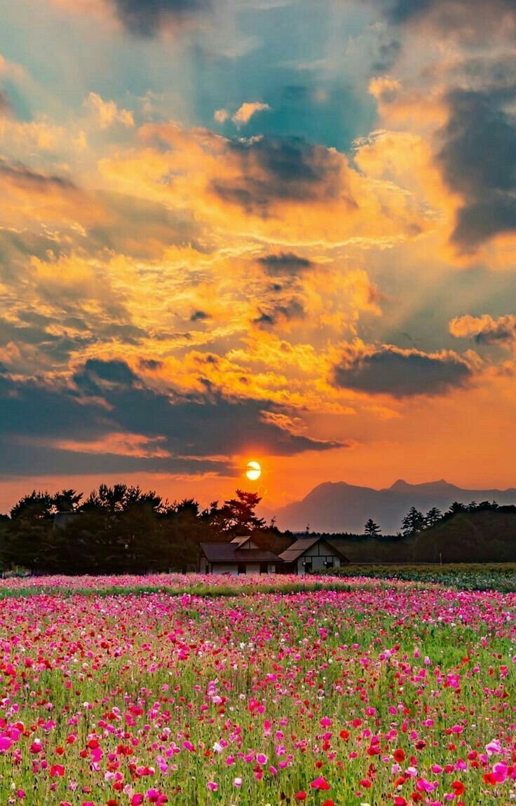 💞💫🌸Good evening 💫💙💞
