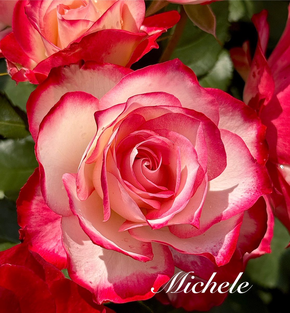 gingerartist1's tweet image. How about some Cherry Parfait ππ from the local #rosegarden for #RoseWednesday beauty! Enjoy! πβ₯οΈπ₯π₯° #rose #roses #Flowers #FlowersOnX #FlowersOfX #FlowerPhotography #flowerpictures #NatureBeauty #FlowersOnWednesday #garden