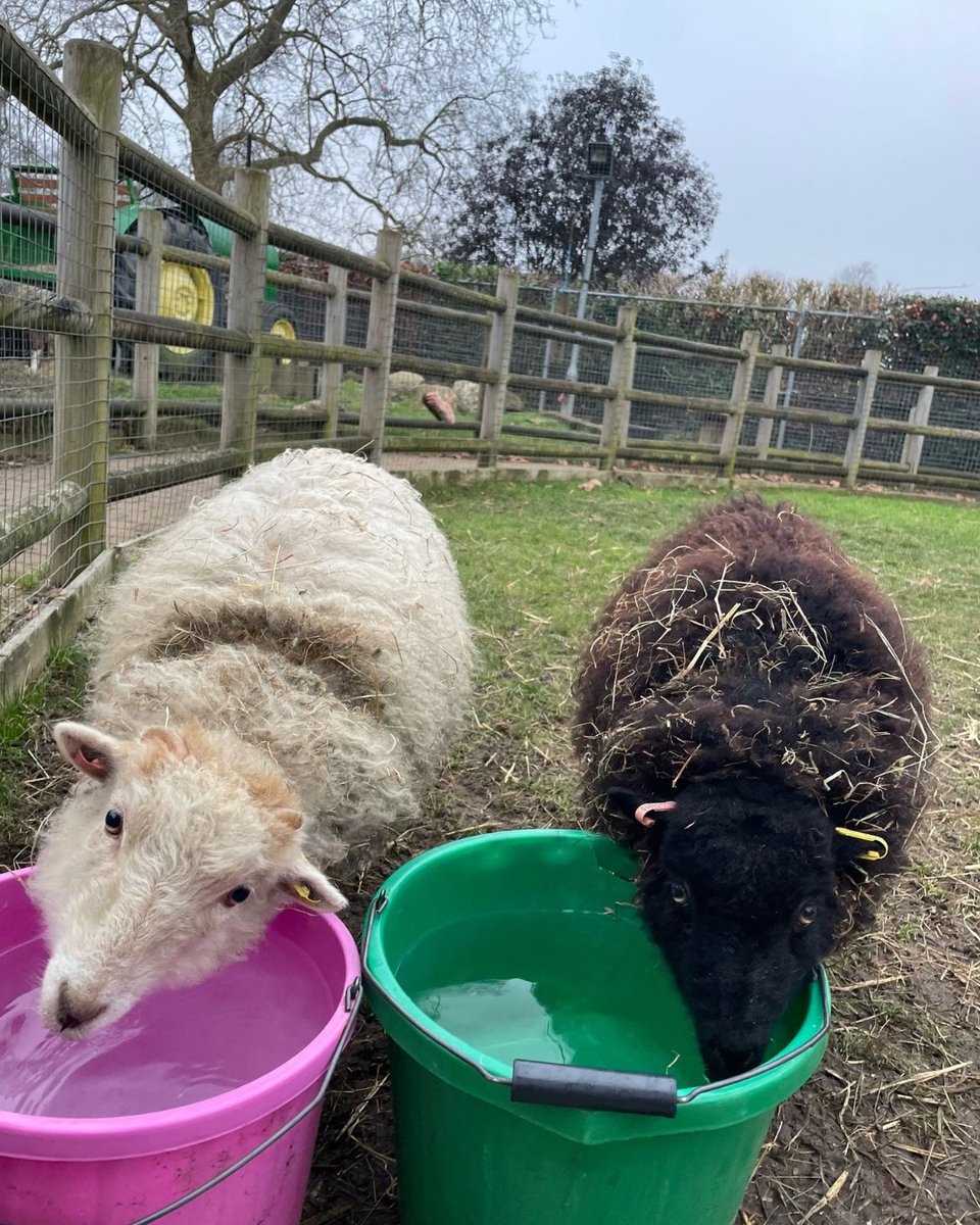 Hydration is key in this weather! 🐑 Lilo &amp; Stitch taking a well-earned water break—being this cute is thirsty work! 😆 Come visit them at the Children's Farm from 11am everyday!

#QueensParkBrent