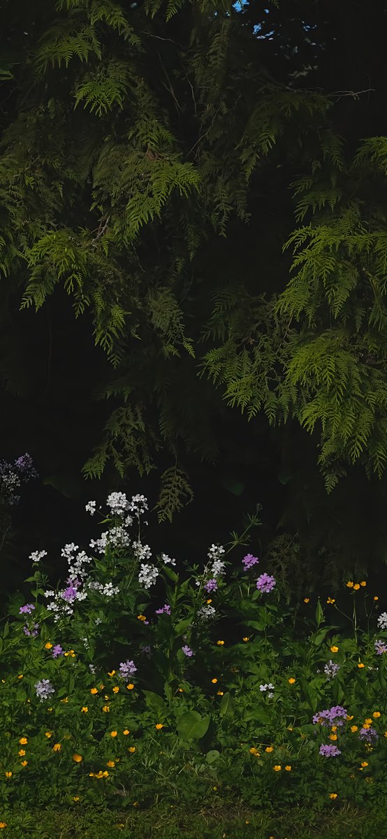 aestheticsguyy's tweet image. 4K