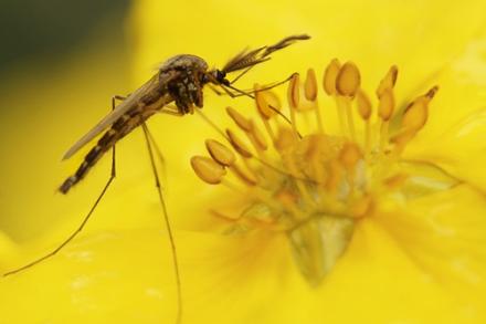 Agricultural Research Service (@usda_ars) on Twitter photo ARS scientists are discovering that seed meal from plants in the mustard family can kill mosquito larvae before they hatch. This new natural remedy could prevent the spread of diseases like Zika and yellow fever! loom.ly/u9sBQSo ARS scientists are discovering that seed meal from plants in the mustard family can kill mosquito larvae before they hatch. This new natural remedy could prevent the spread of diseases like Zika and yellow fever! loom.ly/u9sBQSo
