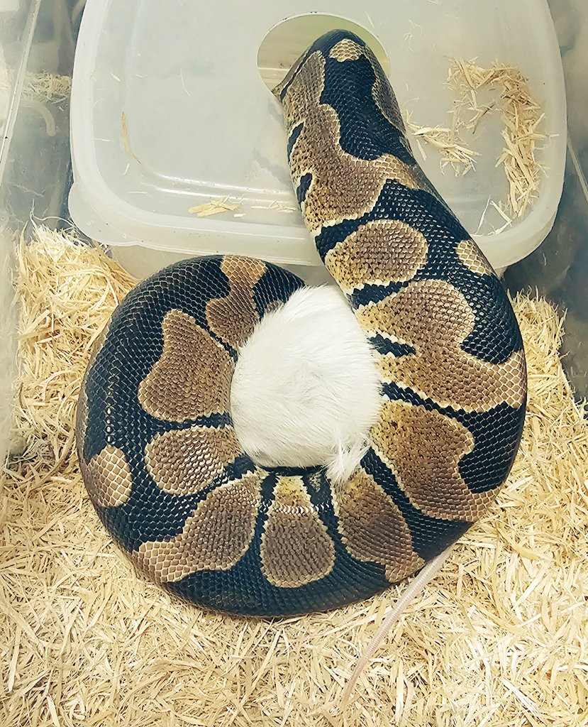 MADLUCK911's tweet image. ⚠️閲覧注意⚠️
ボールパイソン
給餌🐭🐍
①スペシャルスパイダー66%hetクラウン
②ノーマルhetパイ
③自家繁殖ノーマルhetアルビノ
④ピンストライプhetパイ
#Pythonregius #Ballpython