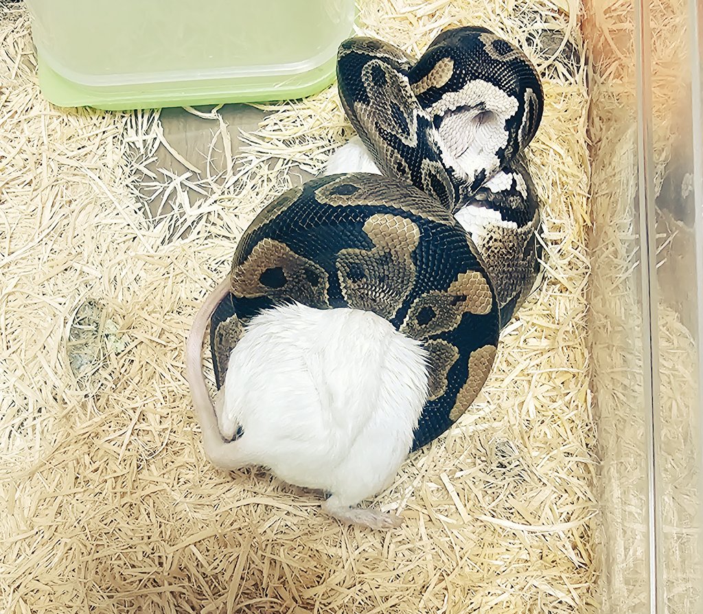 MADLUCK911's tweet image. ⚠️閲覧注意⚠️
ボールパイソン
給餌🐭🐍
①スペシャルスパイダー66%hetクラウン
②ノーマルhetパイ
③自家繁殖ノーマルhetアルビノ
④ピンストライプhetパイ
#Pythonregius #Ballpython