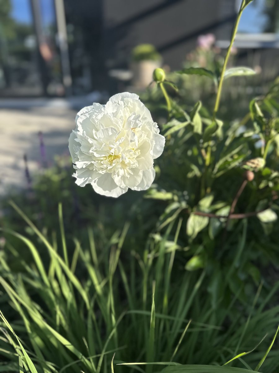 Beautiful evening guys ☺️🩷🤍🤗