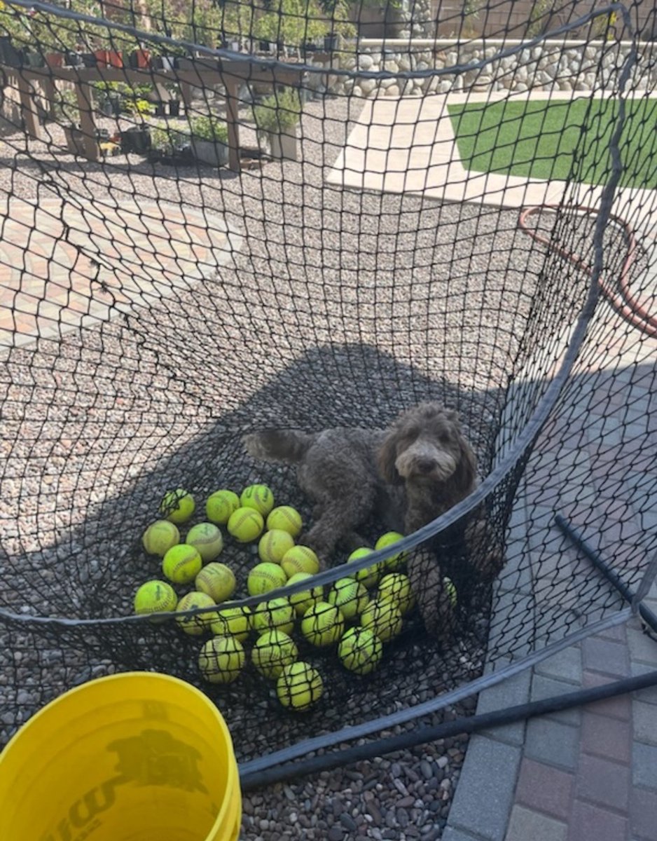 It's hot today! 🥵 My hitting partner is trying to stay cool in the shade. This is my boy Falcon. #goldendoodle