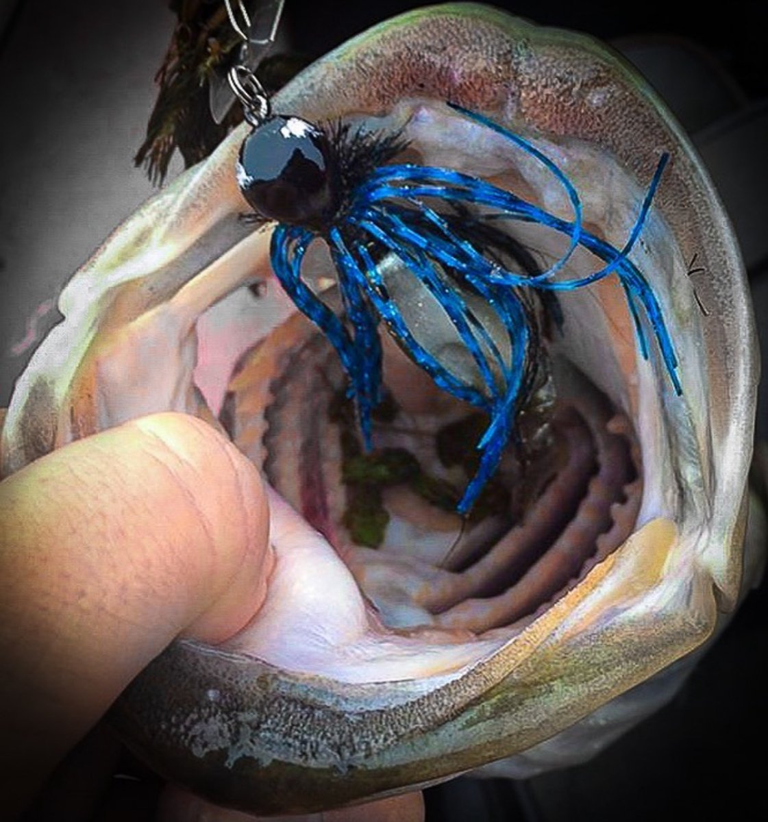 Down. The. Hatch. 😵
--
Lure: Hybrid Vibe
Pattern: Black &amp; Blue
#NCB | #BassFishing | #VibratingJig