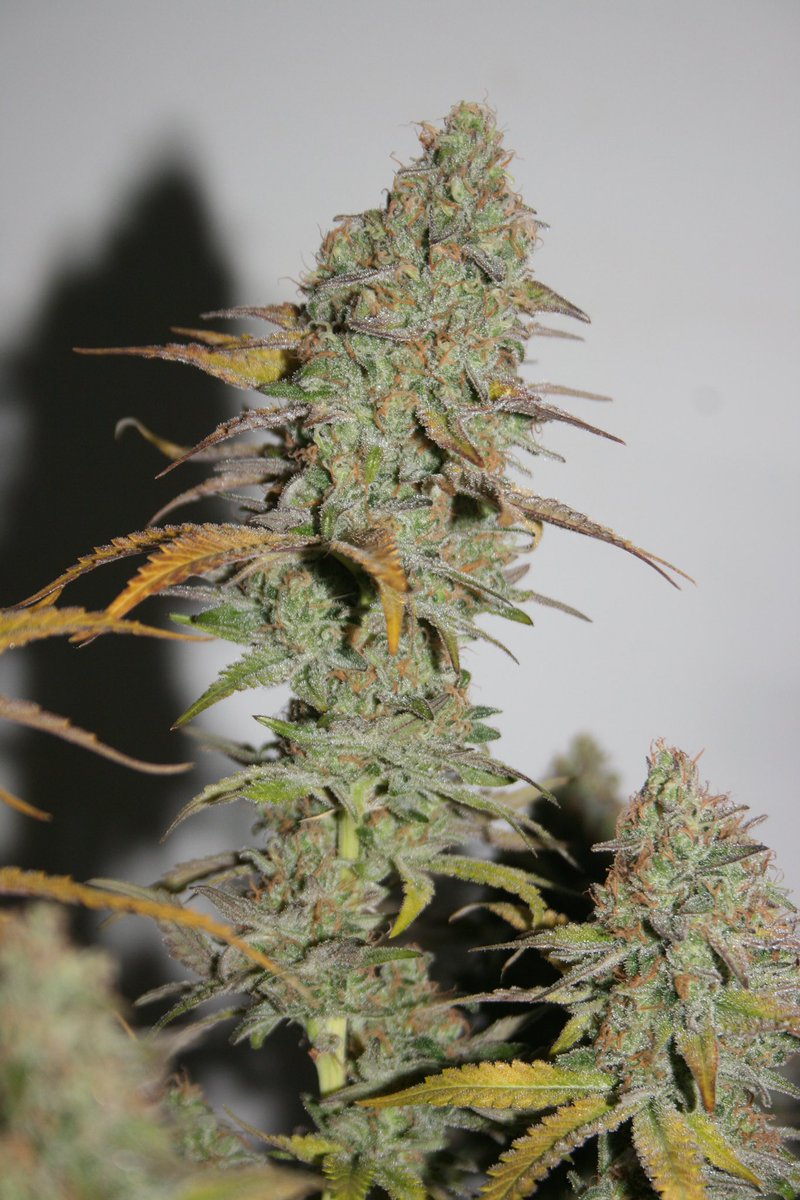Rainbow Jones (GDP x Casey Jones)