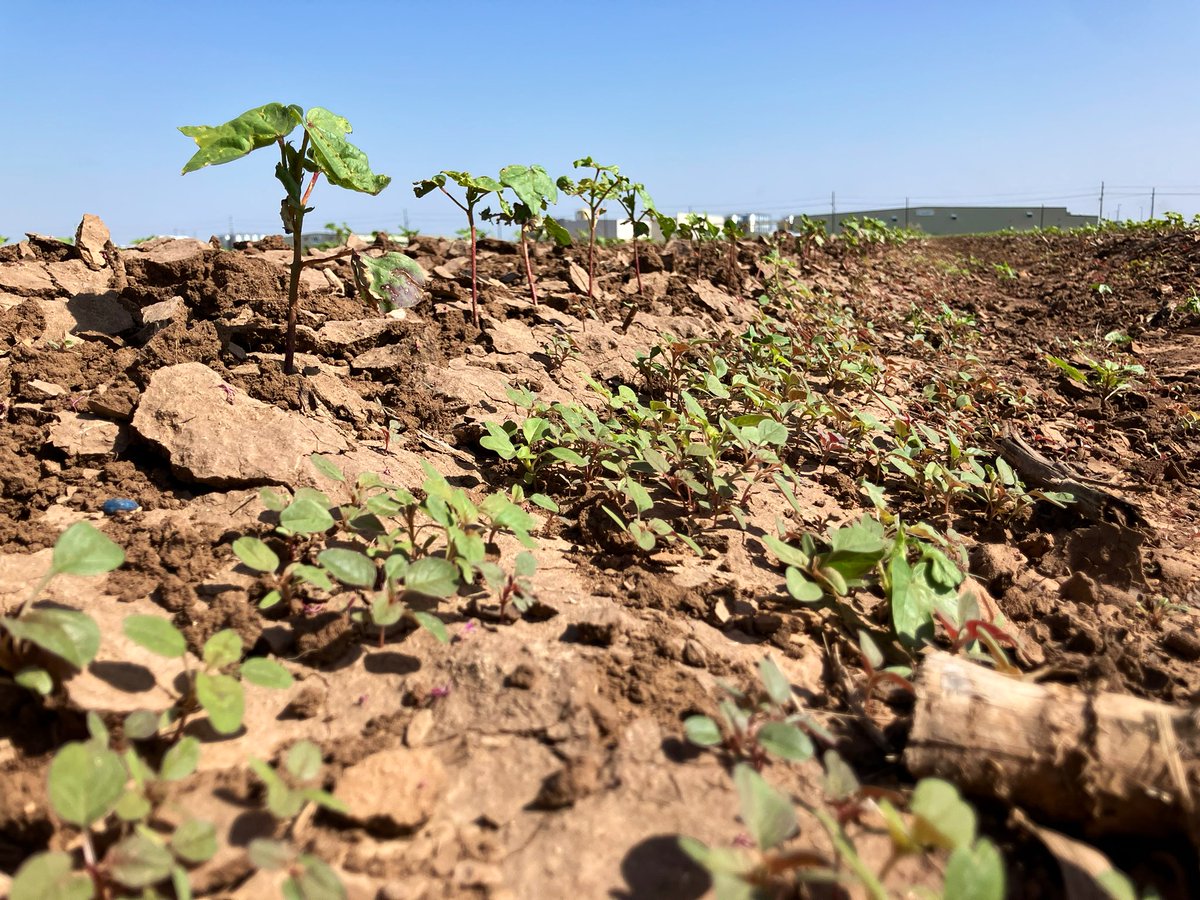 Adam Hixson (@hixsona) on Twitter photo These Palmer amaranth are going beast mode with the rains the South Plains has been receiving! We are about to find out if the tools we may have soon are going to provide a new solution to an ever changing problem. <a href="/BASFAgProducts/">BASF AgSolutions US</a> These Palmer amaranth are going beast mode with the rains the South Plains has been receiving! We are about to find out if the tools we may have soon are going to provide a new solution to an ever changing problem. <a href="/BASFAgProducts/">BASF AgSolutions US</a>