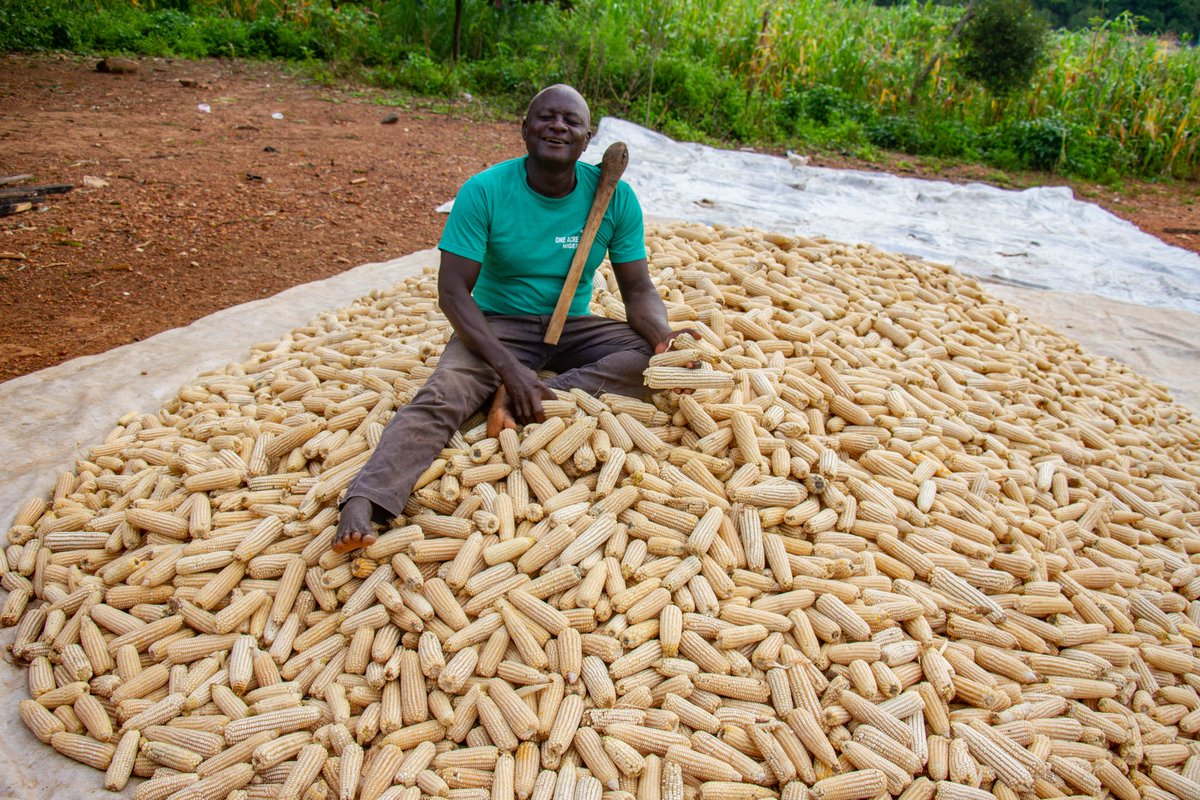 OneAcreFund_NG's tweet image. Guided by training, our farmers plant for maximum yields.

We’re not just giving inputs, we’re growing knowledge that drives results.🌾

Training + Inputs = Bigger Harvests.

#SmartFarming #FarmerSupport #OneAcreFund #AgTech #GrowWithKnowledge #FarmersFirst
