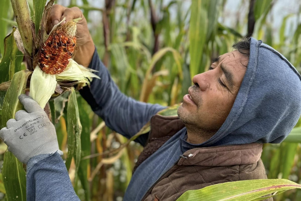 📻🎙️ ¡Ya disponible el nuevo episodio de #AgroEnlace!

📡Hoy: Juan Simón Angoa, protector de los maíces nativos de México. 👨‍🌾🌽🇲🇽

🎧 Seguí la transmisión aquí 👉🖱iica.int/es/live_transm…

✅ Episodio en Spotify ▶️ bit.ly/41rMNGN

📲 Pedilo por WhatsApp: +506 8908-9226