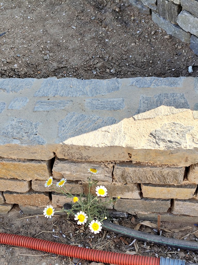 Οι μαργαρίτες είμαι εγώ μέσα στο καλοκαίρι