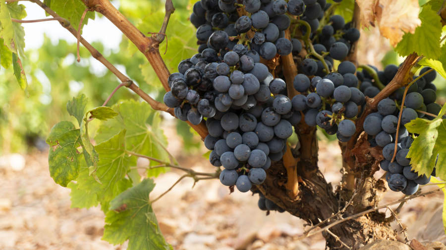 Cariñena, Ciudad Europea del Vino 2025, celebra su tradición vitivinícola con rutas de bodegas, catas y un completo calendario de actividades 🍇

Conoce más acerca de ello
👉tourspain.es/es/b2b/zaragoz…

#VisitaEspaña #España #Aragón #Zaragoza #Cariñena #RutasDelVino