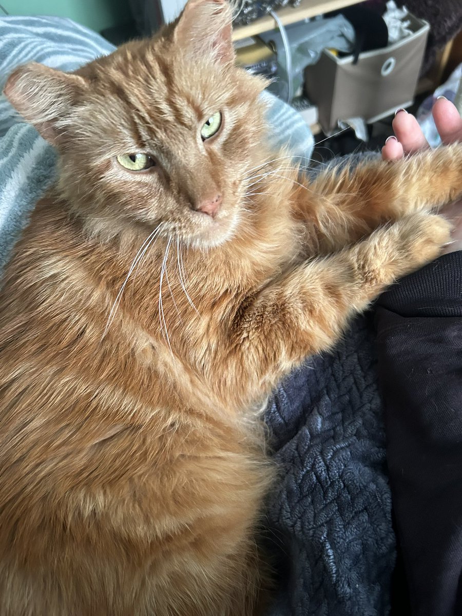 d3adrabb1tt's tweet photo. I got a kittyyyyyy!! Meet Benzo :) https://t.co/kzX59pC3EC