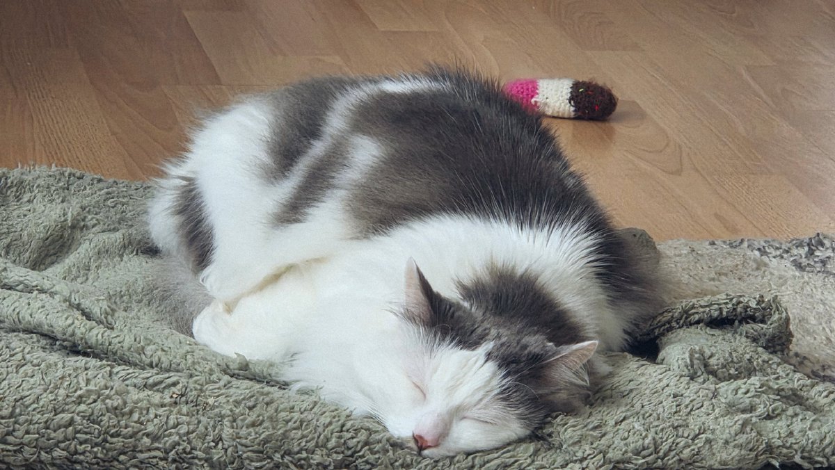 frankie (@madebyfrankie) on Twitter photo It's a hard life for the boy. It's a hard life for the boy.