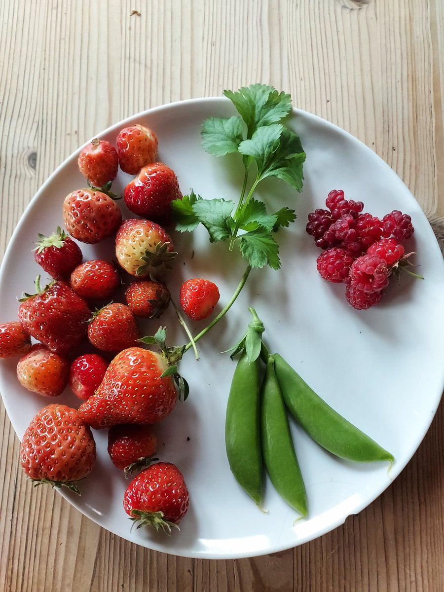 130g of strawberries plus raspberries, peas and coriander grown from seed for the tonight's Mexican... 157g all together 18/6