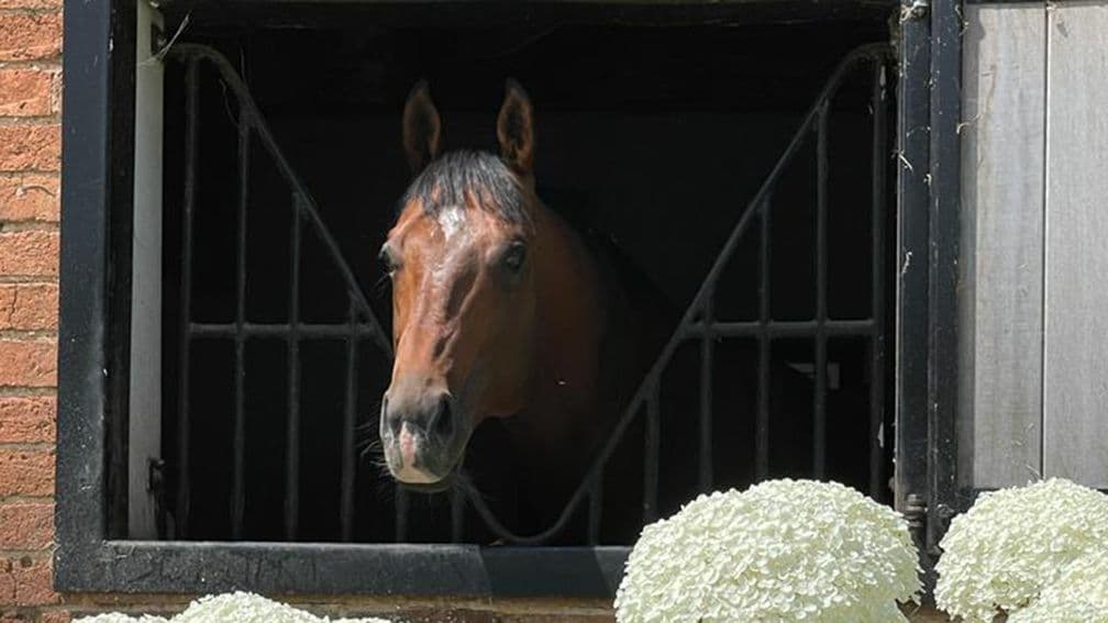 A posthumous Royal Ascot Listed winner for Havana Gold as Havana Hurricane strikes in the Windsor Castle Stakes.

Trained by Eve Johnson Houghton for J Allison and T Cartwright, he was bred by Lady Cobham.

The first foal out Spitfire Limited, a daughter of Excelebration, he cost