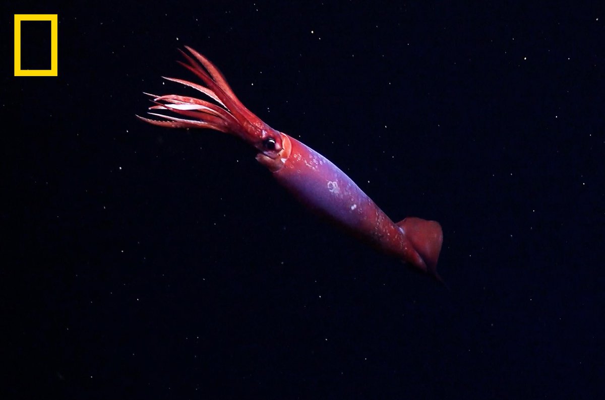 Atlantic Coast Fisheries News for the week of June 16: Reminder that ASMFC seeks non-traditional stakeholders for its Horseshoe Crab Advisory Panel, shell recycling program in NJ, and first-ever footage of an Antarctic squid! Read the newsletter here:
conta.cc/4n5cYeu