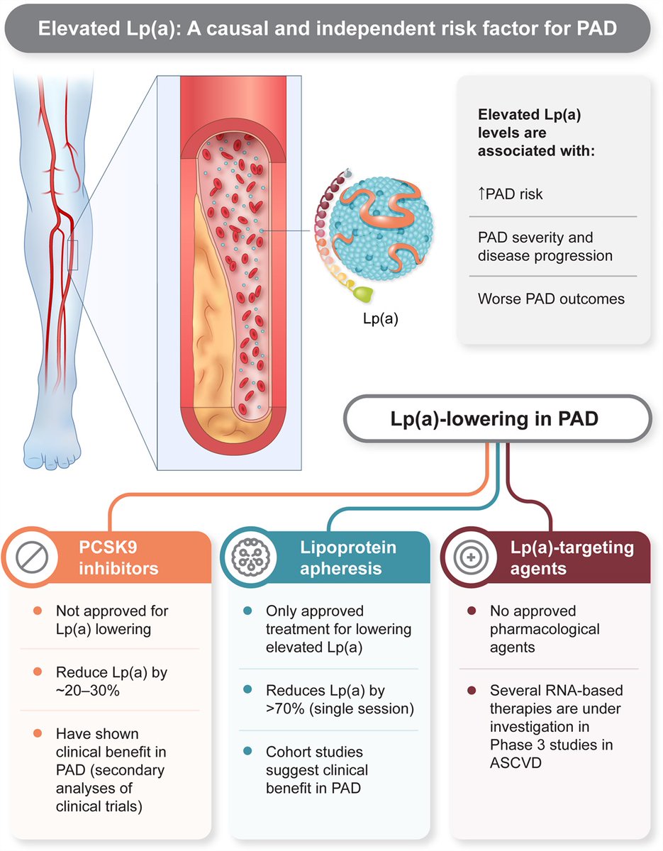 Harpreet Bhatia (@hsbhatia) on Twitter photo Our new review on the association between Lp(a) and peripheral arterial disease <a href="/tyingwithpolish/">Elsie Ross</a> <a href="/UCSDCardiology/">UC San Diego Cardiology</a> <a href="/UCSDCardFellows/">UC San Diego Cardiology Fellows</a>
journals.lww.com/co-lipidology/… Our new review on the association between Lp(a) and peripheral arterial disease <a href="/tyingwithpolish/">Elsie Ross</a> <a href="/UCSDCardiology/">UC San Diego Cardiology</a> <a href="/UCSDCardFellows/">UC San Diego Cardiology Fellows</a>
journals.lww.com/co-lipidology/…