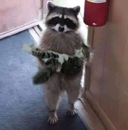 SEÑORA, HA SIDO GATO