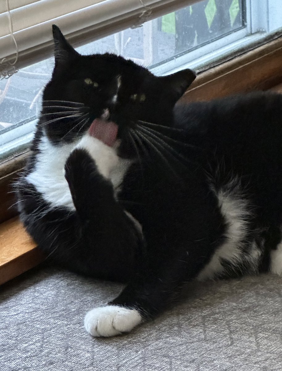 ReaganAndWonky's tweet image. me on tha innernet // tha me irl
