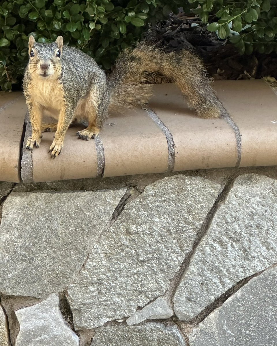 squirrelbuzz's tweet image. Little mama wants to know what kind of specials we’re serving up today. #squirrelcafe ☕️🐿️ #squirrels #squirrelscrolling