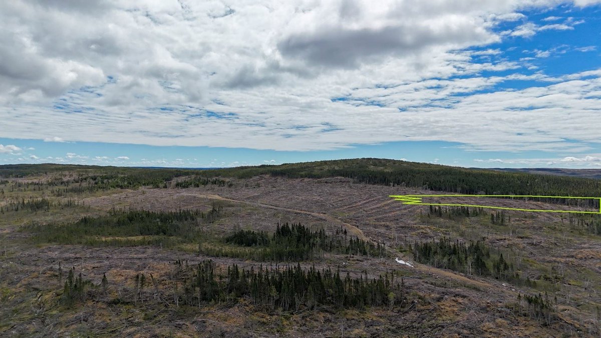 Aerial view looking east-northeast at newly established access and  recent timber harvesting at the Havens Steady Property. The green outline highlights the interpreted extension target northeast of the main mineralized zone.

See full release: tinyurl.com/havens-steady-…