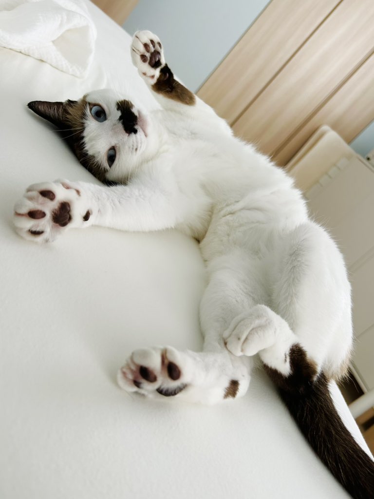 aKey222's tweet photo. @Saeroyi_cat わが家のヅラ＆ちょびひげガールのえこ(本名のえる)と同じ｢ミャオ！ねこのおうち｣さまからのご縁にゃのですね😊
ずっとのおうちでむかえる幸せな記念日✨️
これからも幸せにゃんこライフを送ってにゃ㊗️❤ https://t.co/hLwfs8YMGv