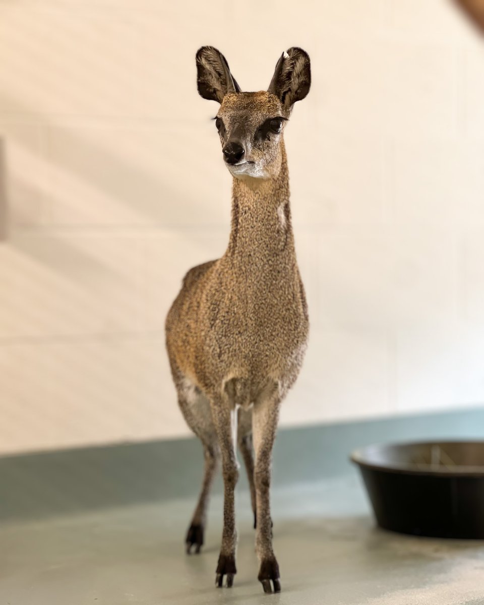 Meet Harry and Emmy, our klipspringer duo! 👋 🦌⁠
⁠
These nimble antelopes are built for steep terrain with specially adapted hooves that let them climb with ease. You’ll spot them perched on boulders in their Leopard Forest habitat when it opens on Friday!⁠