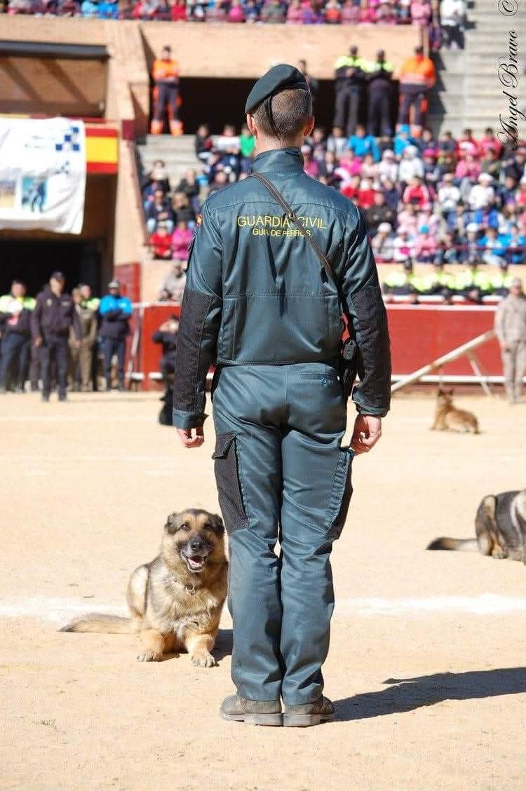 MqGuardiaCivil's tweet photo. Cuando las miradas hablan, no hacen falta palabras.
#ServicioCinológico
#k9dog #k9police #k9 #doglover #dogmilitary #dogpolice #policedog
#𝙇𝙖𝙂𝙪𝙖𝙧𝙙𝙞𝙖𝘾𝙞𝙫𝙞𝙡𝙎𝙞𝙚𝙢𝙥𝙧𝙚𝘼𝙏𝙪𝙇𝙖𝙙𝙤
#CumplimosConNuestroDeber https://t.co/5E6HlJHKza