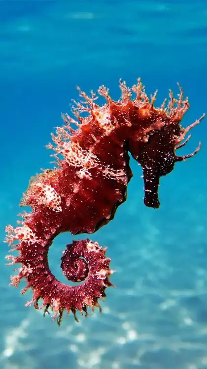 Marine Planet (@marine_pla18913) on Twitter photo 