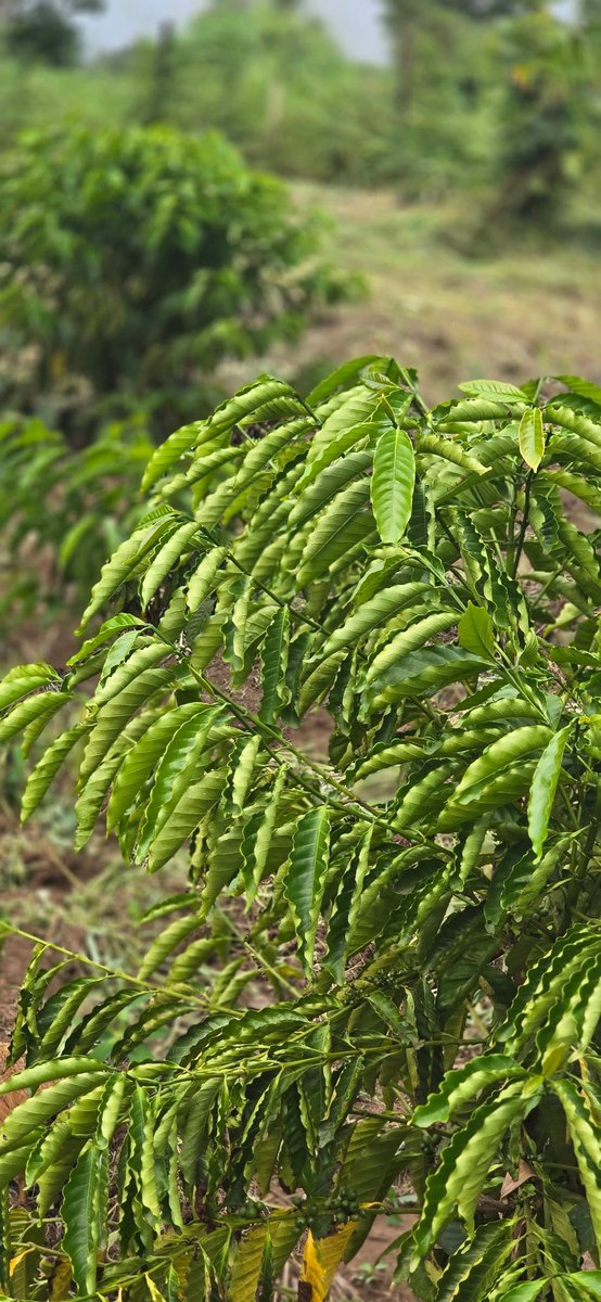 The drought is here. My coffee farmers, plan for irrigation. If you can't, use soil water retainer polymers (crop hydrogel, altretegel etc). If you can't, have crop bio stimulants like Rebearth near you and spray on your crop once in 3 weeks.
It's gonna be HOT.