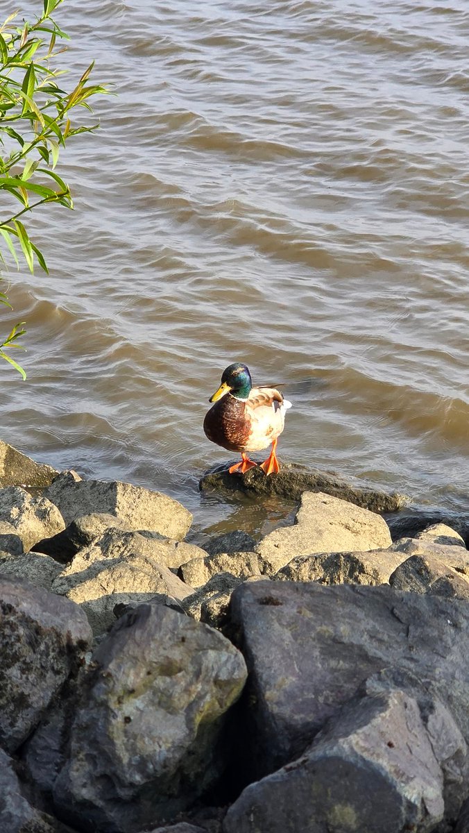 Ich glaube ich ziehe nach Hamburg Blankenese 🥰. Muss mir allerdings dann noch ein OnlyFans Konto anlegen um nebenbei Geld zu verdienen 🤣🤣