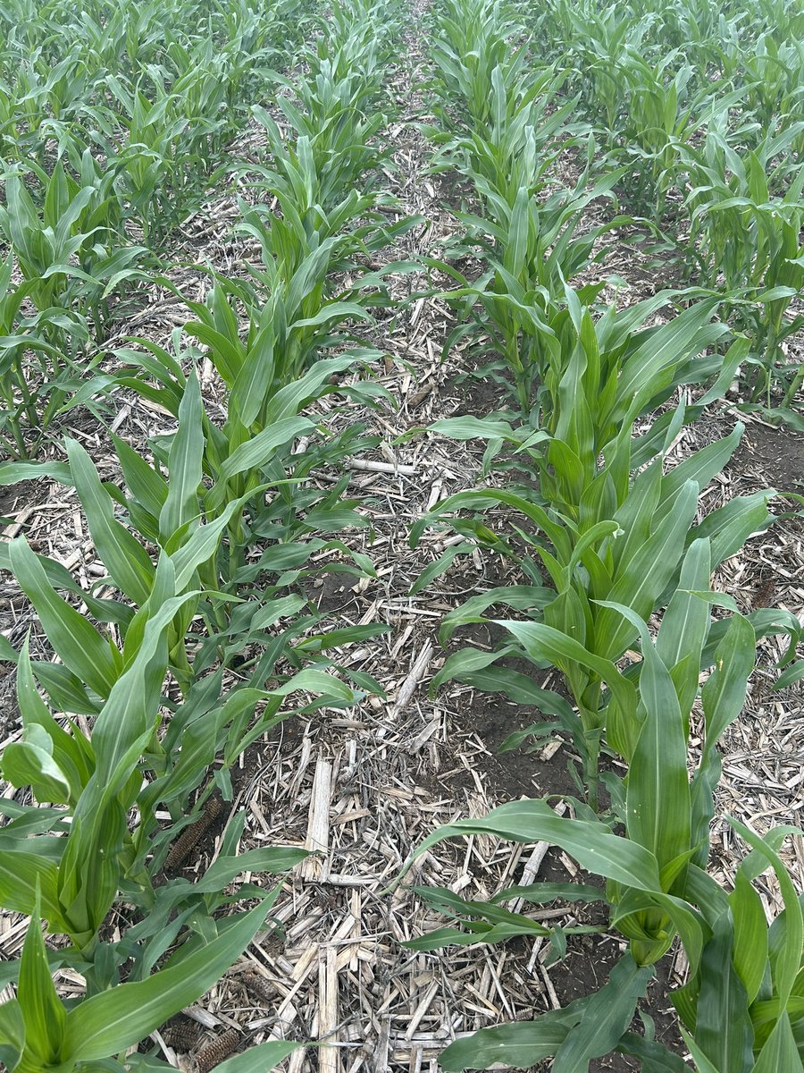 Lots of opinions on tillers in corn. My thoughts are it’s a solid indicator that the plant is in good shape &amp; is building to meet its potential for the environment. Tillers can also be a reserve for the plant later in the year &amp; add leaf area to capture additional sunlight.