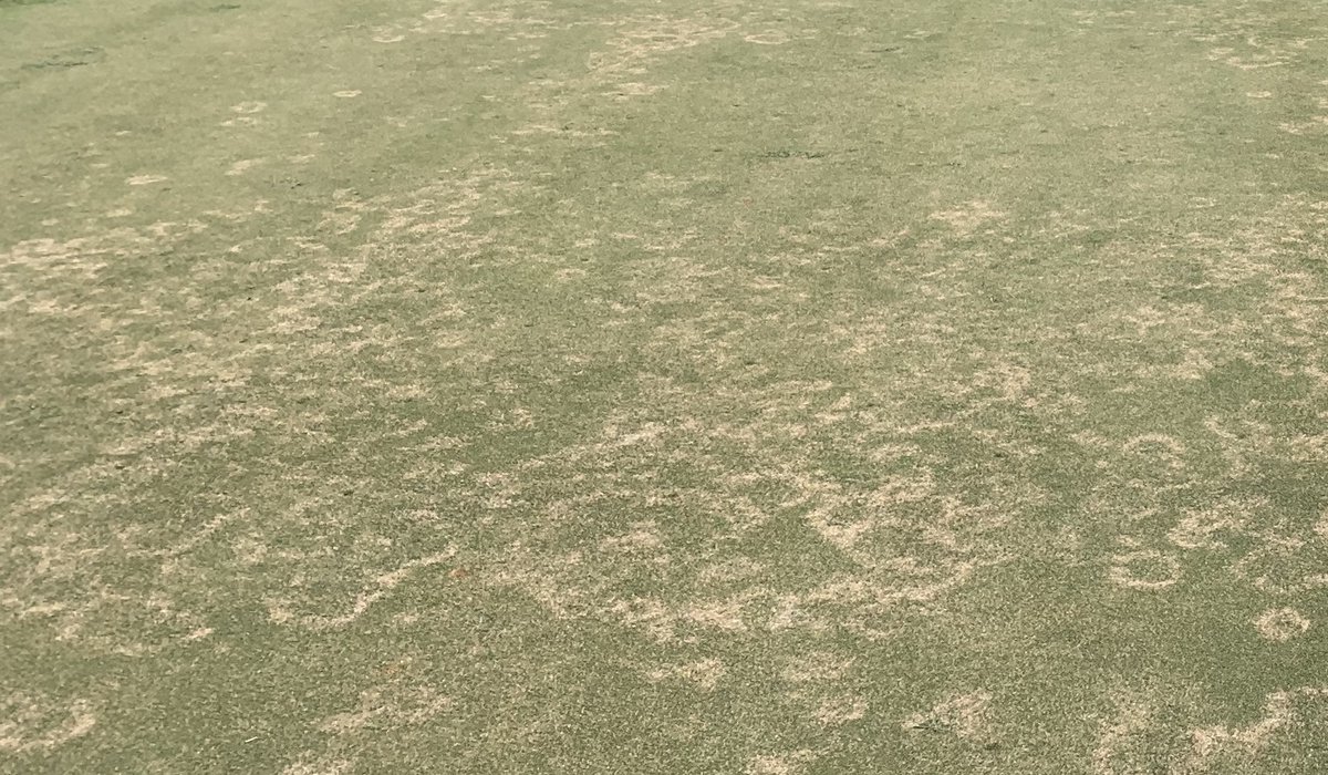 Soil temperatures have risen steadily across SC in the past couple of weeks.  If you are in an area prone to mini-ring, know that the fungus causing the disease can be active now even if you aren't seeing symptoms.  Good time to be on a preventive program.