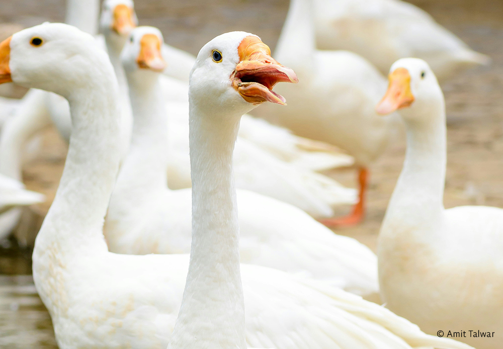 AnimalLawEurope's tweet image. 🐾 #HaveYourSay on the EU’s farmed #AnimalWelfare revision!
🗣️ Citizens, businesses & authorities—help shape the future for animals.
📣The @EU_Commission's Call for Evidence invites feedback, comments, & position papers.
👉 Submit yours by 16 July → tinyurl.com/3u6n6hzj…