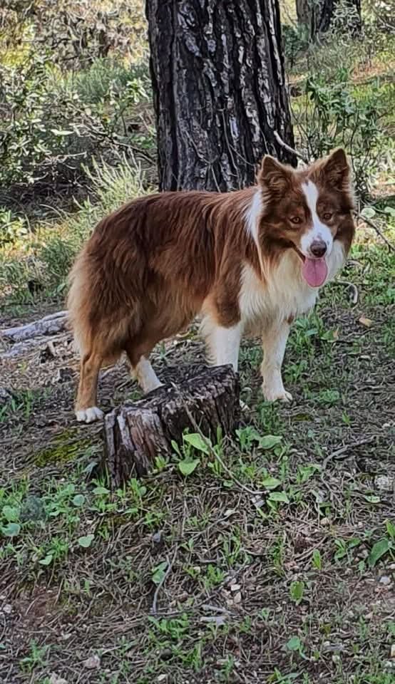 ACTUALIZACION 17/06/25: TIENEN CITA PARA MAÑANA JUEVES DORMIRLE!!!’

🚨URGENTE 🚨 ME DAN UNA SEMANA PARA ENCONTRARLE ALGO O LE SACRIFICAN 🙏🏼🙏🏼

ZEUS, BORDER COLLIE CHOCOLATE TRICOLOR, macho de 3 años en ADOPCIÓN . Es muy obediente . Esta en SEVILLA . 

Contacto 600232679