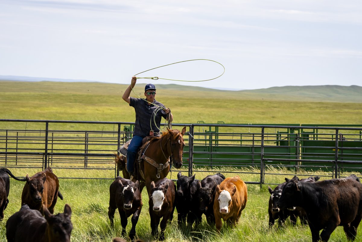 Stewardship has been at the heart of Indian Country since time immemorial &amp; the 2022 Ag Census revealed Tribal producers are reclaiming stewardship of land each year. American Indian/Alaska Native producers farmed or ranched 63.3 million acres of land in 2022. 

#TribalAg