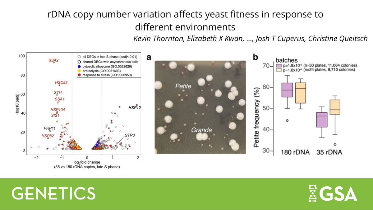 Genetics Society of America tweet media