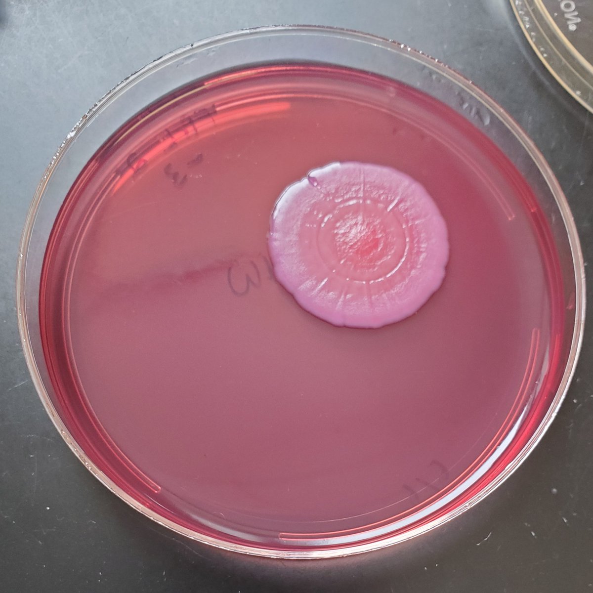 Cleaning out old plates reveals a thicc K. oxytoca colony on MacConkey.