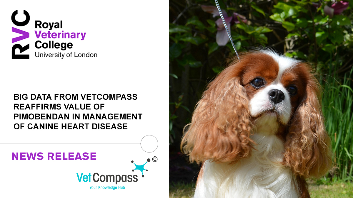 Royal Veterinary College (RVC) (@royalvetcollege) on Twitter photo 🐕 A new <a href="/VetCompass/">VetCompass</a> study from the RVC has confirmed the findings of previous studies, showing positive outcomes for pimobendan treatment in dogs with heart disease.
➡️ Read more: rvc.uk.com/pimobendan-DMVD 🐕 A new <a href="/VetCompass/">VetCompass</a> study from the RVC has confirmed the findings of previous studies, showing positive outcomes for pimobendan treatment in dogs with heart disease.
➡️ Read more: rvc.uk.com/pimobendan-DMVD