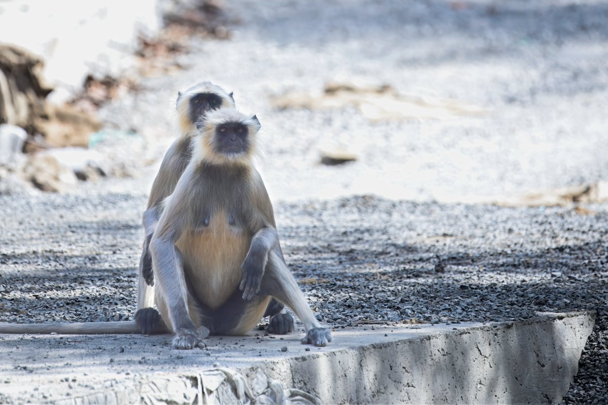 The Northern Plains Gray Langur (Semnopithecus entellus)  लंगूर, हनुमान लंगूर , also known as the Hanuman Langur, holds deep significance in Hindu mythology, particularly due to its association with Lord Hanuman.

birds.rekabira.in/2025/06/northe…

#BBCWildlifePOTD #wildlifephotography