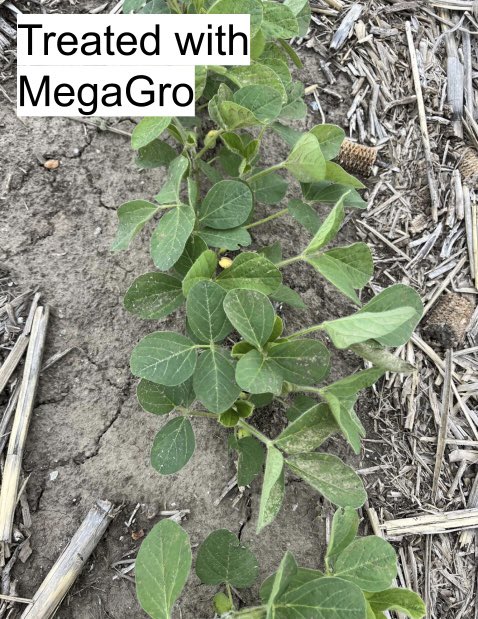 HeftyWestPoint's tweet photo. Post spraying your beans during the longest days of the year?

MegaGro @ 2oz/ac will speed up herbicide metabolism and allow the plant to focus on stacking nodes and beginning to flower!

Contact your agronomist or the office @ 402-372-9900 for more info on MegaGro. https://t.co/SSNNSIsWDI