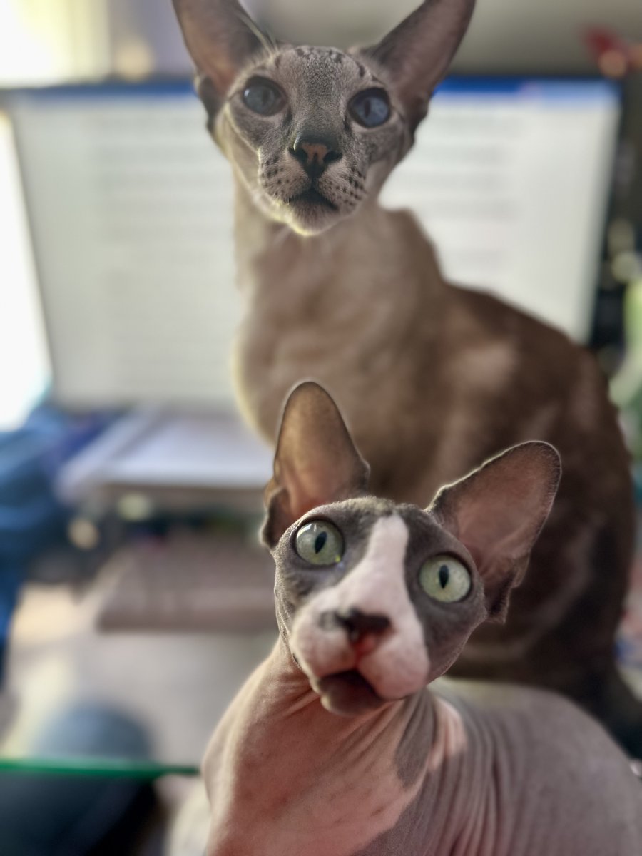Cat on my lap, cat on my desk.
Trying to obstruct my view.
Staring into my soul.
And STILL I will get writing done. ✍🏾