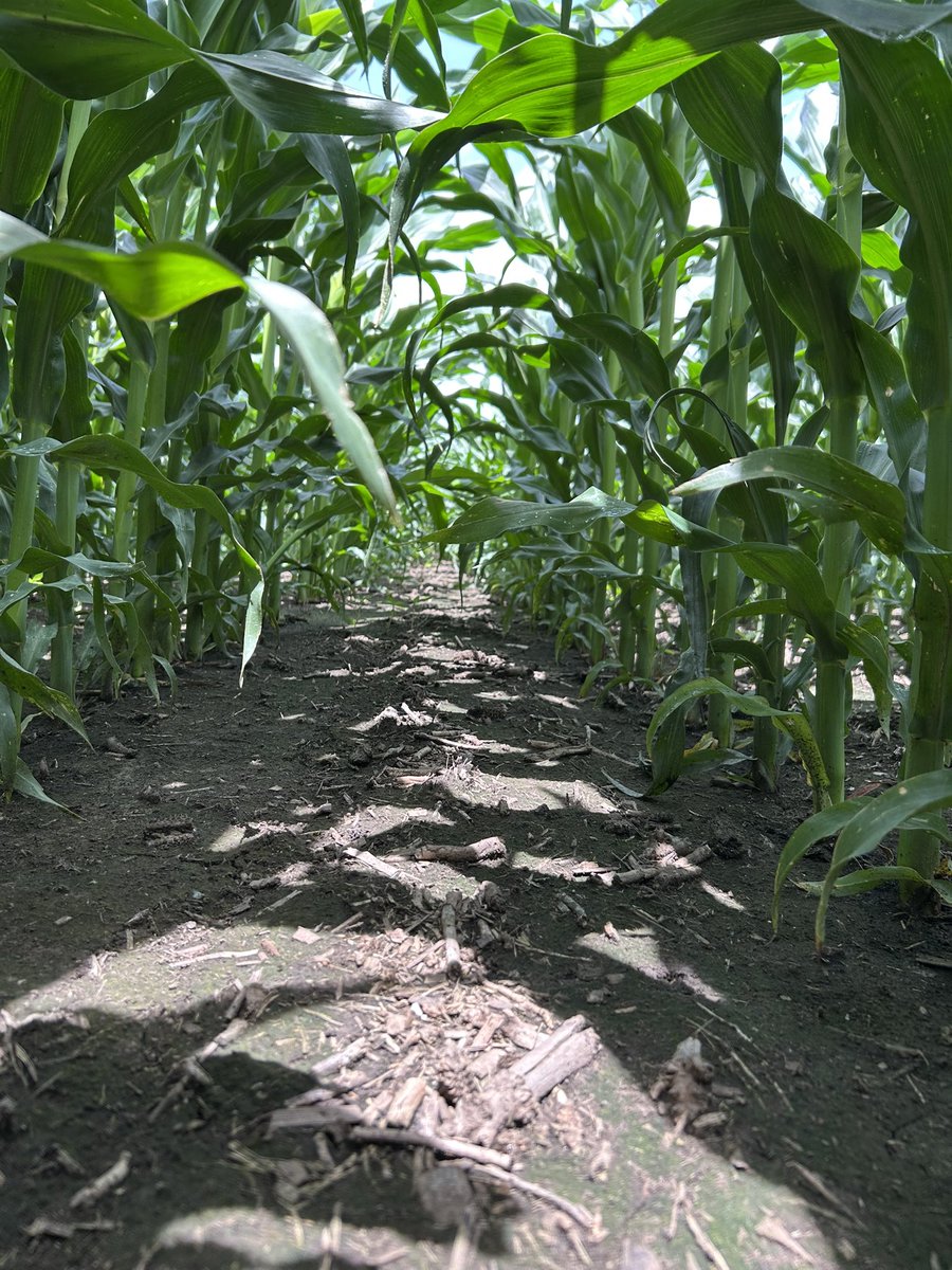 Giovani Preza Fontes tweet media