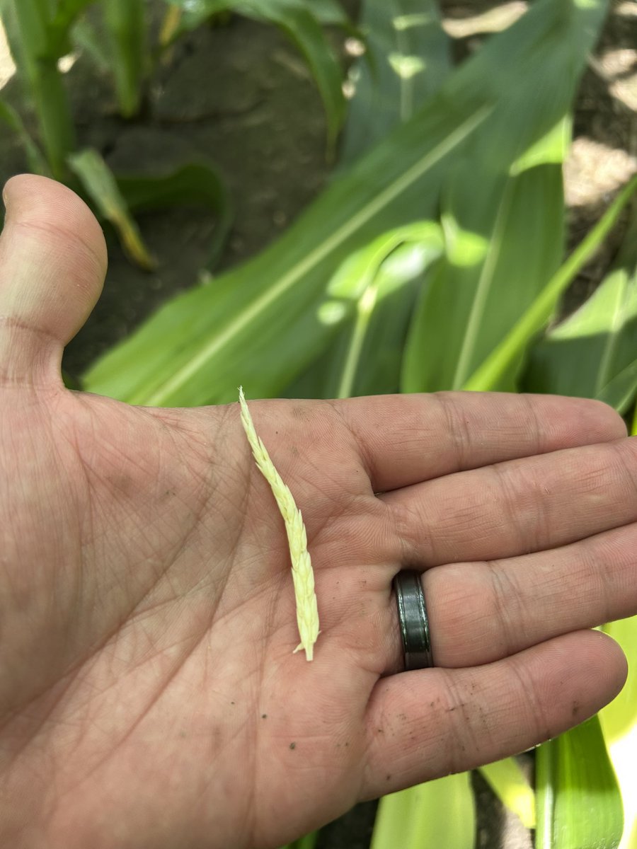Planted in early May, this corn in Christian County is looking great! It's at V9-10 today, with the tassel developing quickly, but not yet visible. New leaves should appear every 2-3 days

<a href="/ILextension/">Illinois Extension</a>