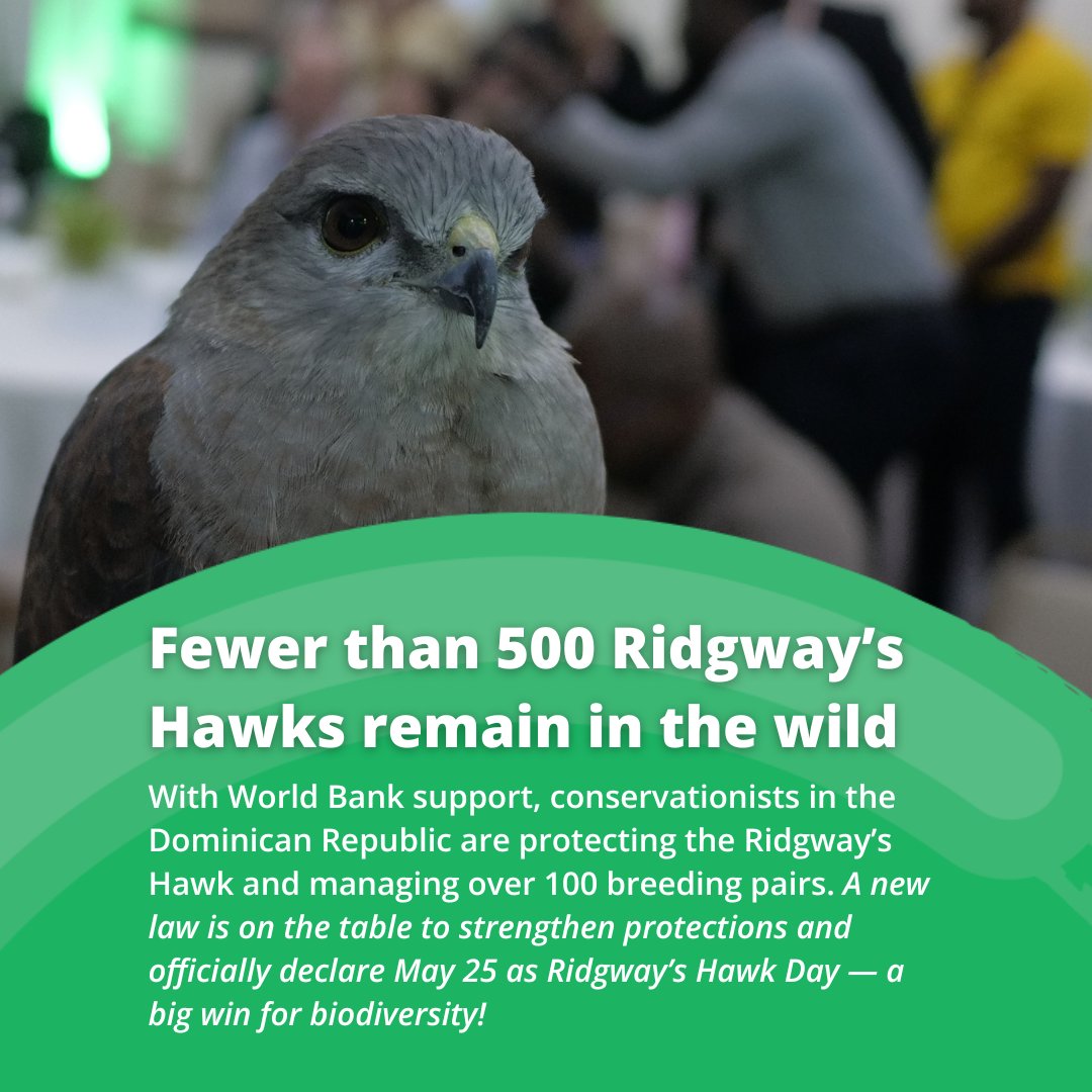 World Bank Caribbean (@wbcaribbean) on Twitter photo “Without biodiversity, we don’t have life on Earth.”
We’re spotlighting a <a href="/WorldBank/">World Bank</a> initiative empowering civil society across 7 #Caribbean nations to protect and restore ecosystems.
Learn more: wrld.bg/Yyls50VXXPf #LivablePlanet “Without biodiversity, we don’t have life on Earth.”
We’re spotlighting a <a href="/WorldBank/">World Bank</a> initiative empowering civil society across 7 #Caribbean nations to protect and restore ecosystems.
Learn more: wrld.bg/Yyls50VXXPf #LivablePlanet