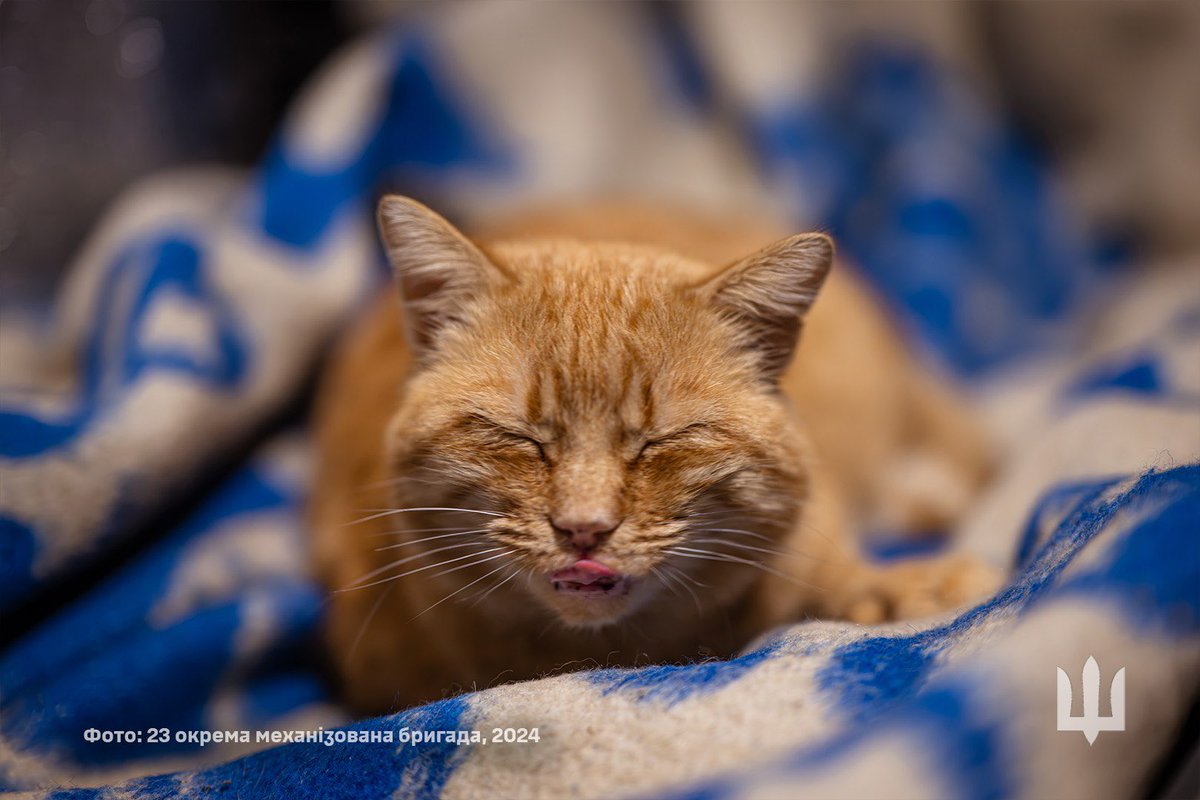 показую бійців 23 ОМБр і цілу фотосесію, яку вони присвятили товстому рудому коту
ну такі люди чудові, от як їх не підтримати? 🥹❤️‍🩹

залишилось менше 9 тисяч, давайте закривати 🫂

🫙: send.monobank.ua/jar/34znguHYaL